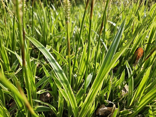 Carex morrowii 'Aureovariegata'  - ↕10-25cm - Ø9cm - 12x  BotanicBridge