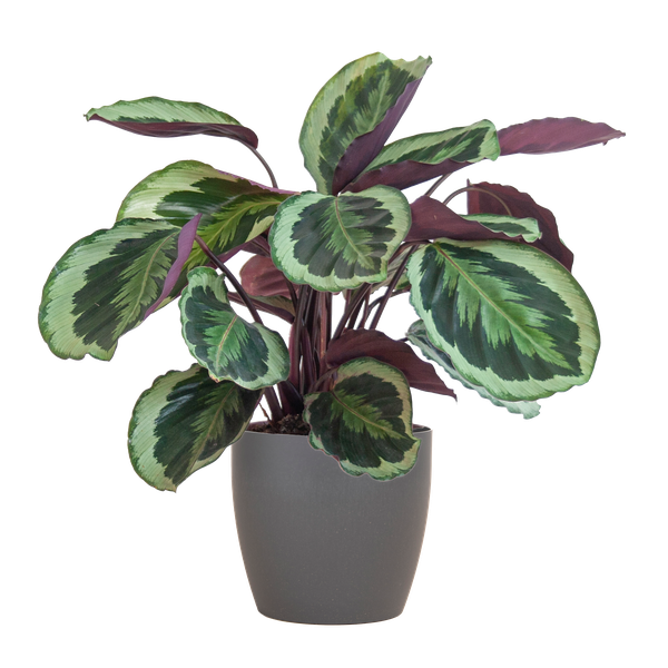 Calathea Medaillon met Viber grijs - 65cm - Ø19  BotanicBridge