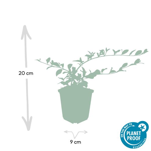 Cotoneaster dam. 'Major' - ↕25cm - Ø9cm  - 12x  BotanicBridge