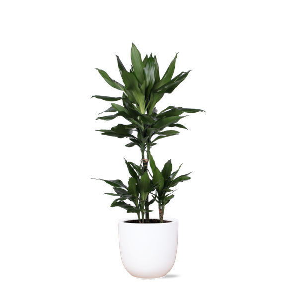 Dracaena Janet Lind Ø21cm - ↕90cm in Boule WIT pot  BotanicBridge