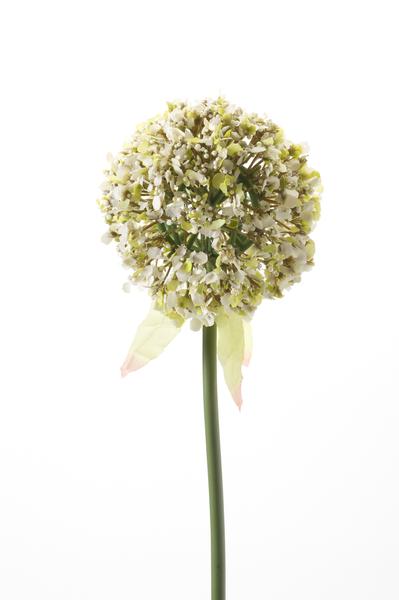 Kunstbloemen Solo - White - Allium Flower - x 7 - 70 cm  BotanicBridge