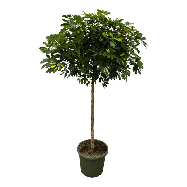 Schefflera Gold Capella stam - 180 cm - Ø45cm  BotanicBridge