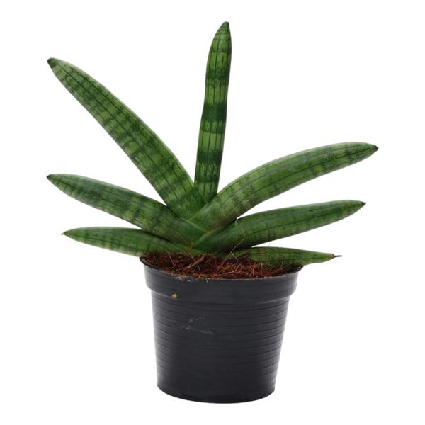 Sansevieria Skyline - 25 cm - ø10,5  BotanicBridge