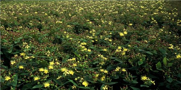 Hypericum inodorum 'Rheingold' - ↕10-25cm - Ø9cm - 12x  BotanicBridge