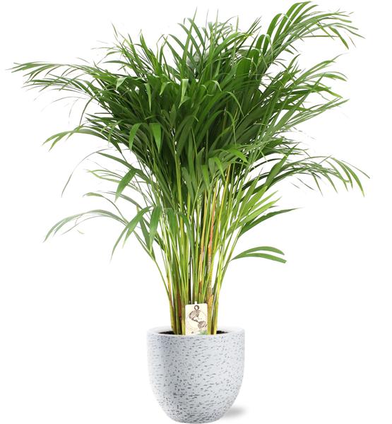 Dypsis Lutescens - Ø24cm - ↕120cm + Tim Pot D24x22cm - Wit  BotanicBridge