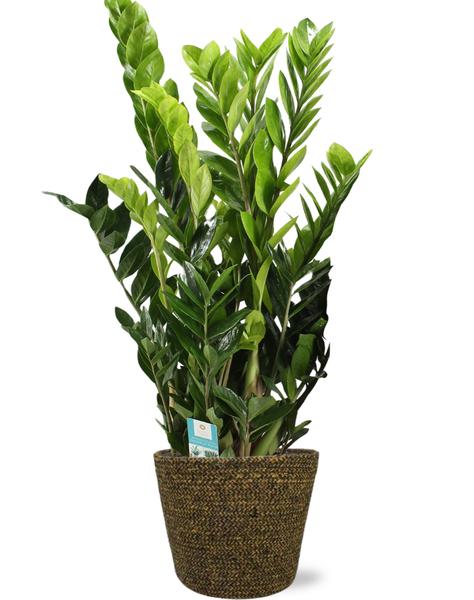 Zamioculcas Zamiifolia - Ø21cm - ↕95cm + Selin Pot D22x19cm - Zwart  BotanicBridge