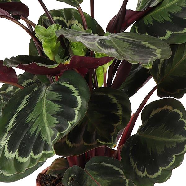 Calathea Medaillon Ø21cm - ↕70cm  BotanicBridge