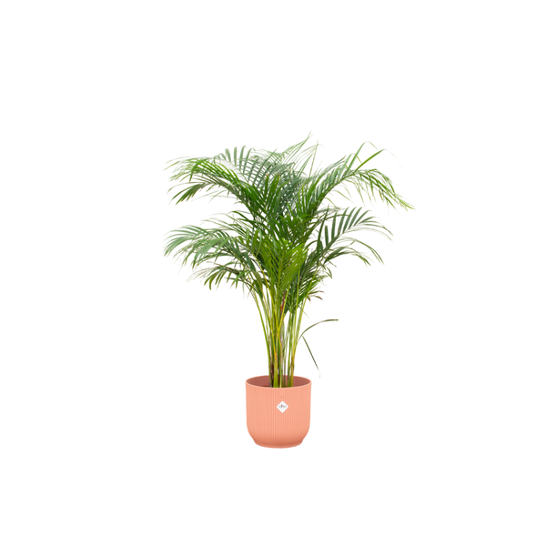 Combi deal - Areca palm inclusief elho Vibes Fold Round roze Ø30 - 140 cm  BotanicBridge