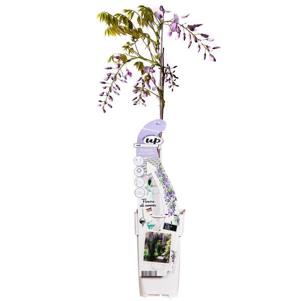 Wisteria sinensis Caroline - Paarse Regen - Ø15cm - ↕65cm  BotanicBridge