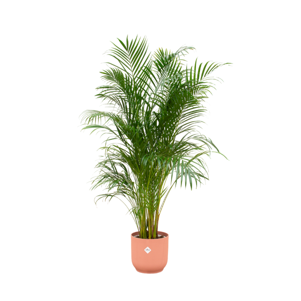 Combi deal - Areca palm inclusief elho Vibes Fold Round roze Ø30 - 180 cm  BotanicBridge