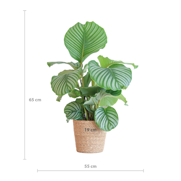 Calathea Orbifolia met Sofia mand naturel - 65cm - Ø21  BotanicBridge