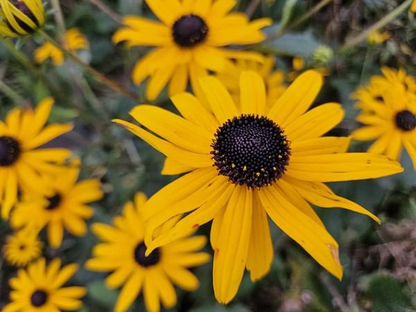 Rudbeckia fulgida 'Goldsturm' - ↕10-25cm - Ø9cm - 6x  BotanicBridge