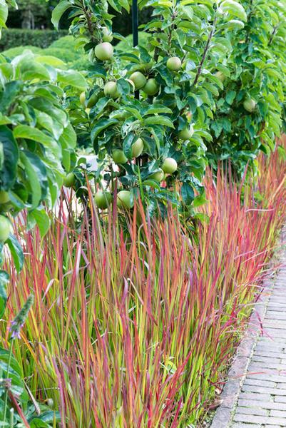 Imperata cylindrica 'Red Baron' - ↕10-25cm - Ø9cm - 20x  BotanicBridge