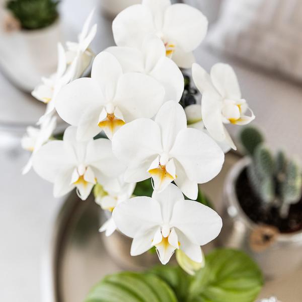 Kolibri Orchids | witte Phalaenopsis orchidee - Amabilis + Elite pot silver- potmaat Ø9cm - 35cm hoog | bloeiende kamerplant - vers van de kweker  BotanicBridge