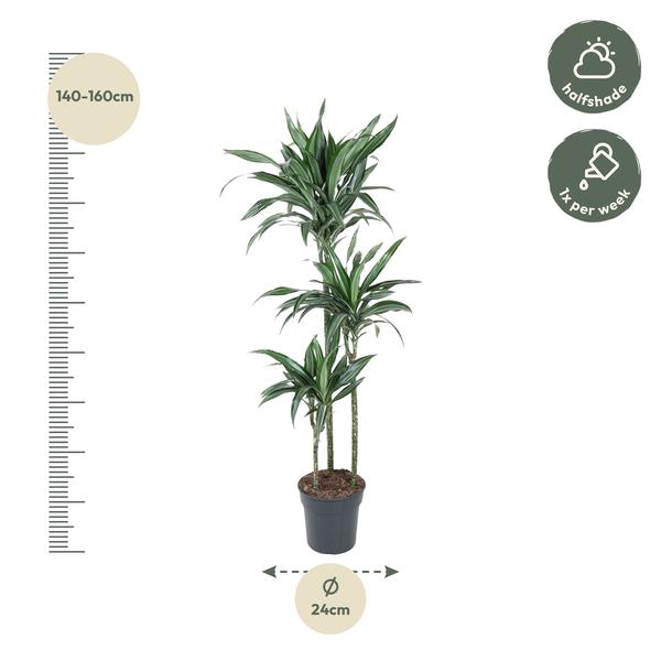 Dracaena Ulises - 150 cm - ø24  BotanicBridge