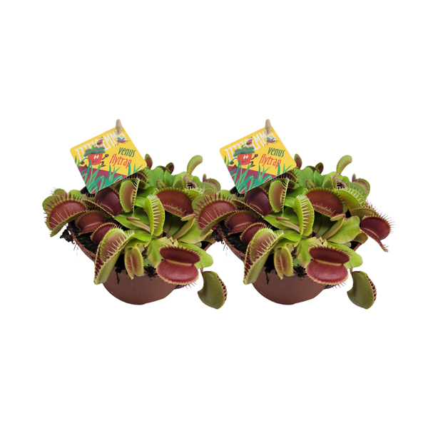 Dionaea Muscipula - 2 stuks - Ø12cm - ↕12cm  BotanicBridge