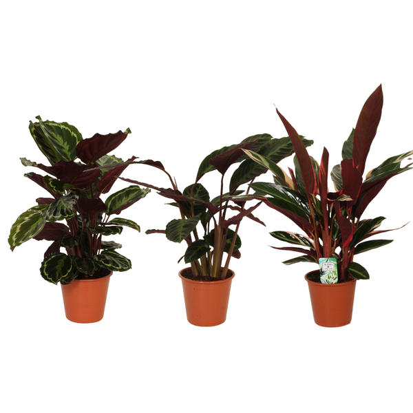 Calathea Symphony - 3 stuks - Ø19cm - ↕70-80cm  BotanicBridge