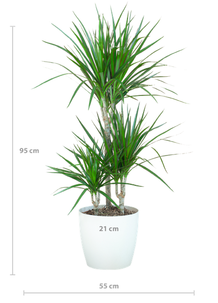 Dracaena Marginata met Viber wit - 95cm - Ø21  BotanicBridge