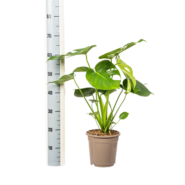 Monstera Deliciosa Tauerii Ø19cm - ↕80cm  BotanicBridge