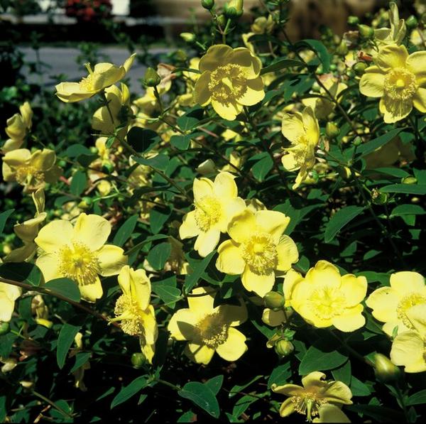 Hypericum 'Hidcote' - ↕10-25cm - Ø9cm - 12x  BotanicBridge