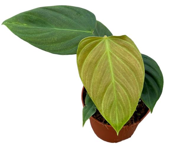 Philodendron Nangaritense - Ø10,5cm - ↕15cm  BotanicBridge