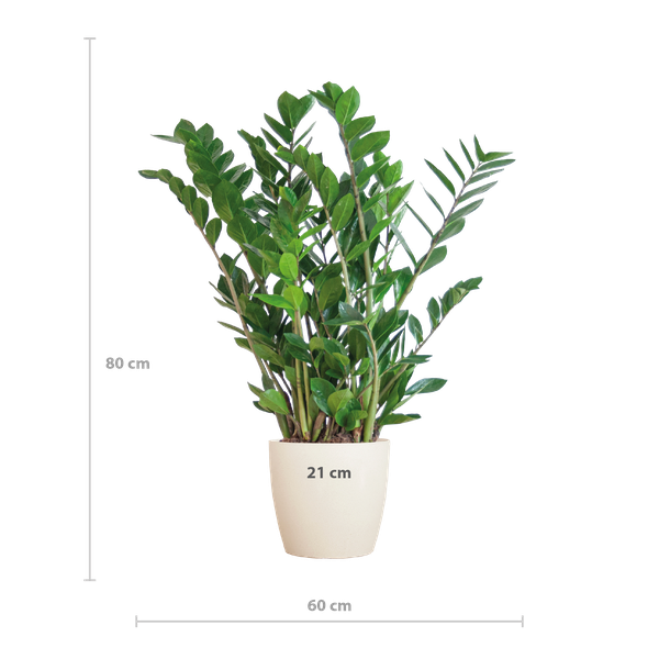 Zamioculcas Zamiifolia met Viber wit - 80cm - Ø21  BotanicBridge