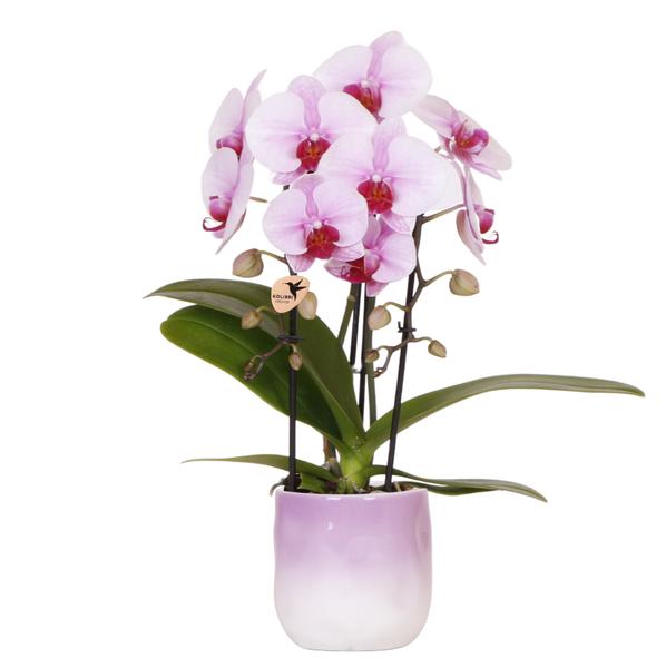 Kolibri Orchids | Roze orchidee Niagara Falls + Gradience sierpot roze - potmaat Ø9cm | bloeiende kamerplant - vers van de kweker  BotanicBridge