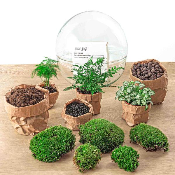 DIY terrarium - Dome XL - ↕ 30 cm - Rake + Shovel  BotanicBridge