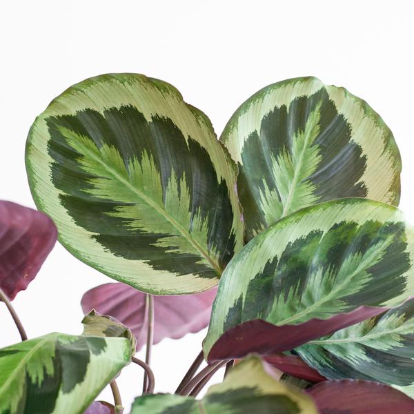 Calathea Medaillon met Viber wit - 65cm - Ø19  BotanicBridge