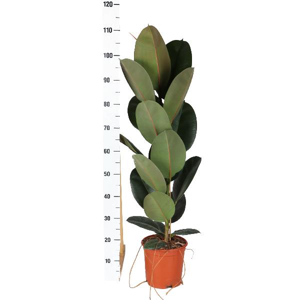 Ficus Elastica Robusta - Ø21cm - ↕90cm in Vibes ROZE pot  BotanicBridge