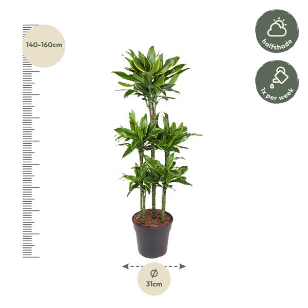 Dracaena Golden Coast Carrousel - 150 cm - ø31  BotanicBridge