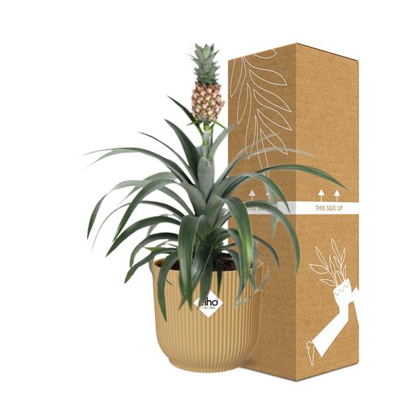 Ananas Mi Amigo in ELHO Vibes Fold 14cm geel  BotanicBridge