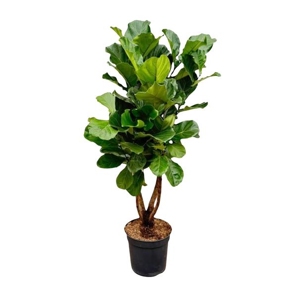 Ficus Lyrata vertakt XL - 200cm - ø32  BotanicBridge