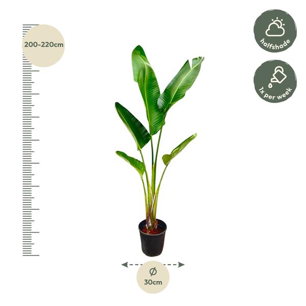 Strelitzia Augusta - 210cm - ⌀30  BotanicBridge