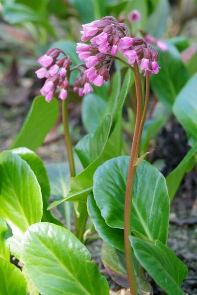 Bergenia cordifolia 'Herbstblüte'  - ↕10-25cm - Ø9cm - 20x  BotanicBridge