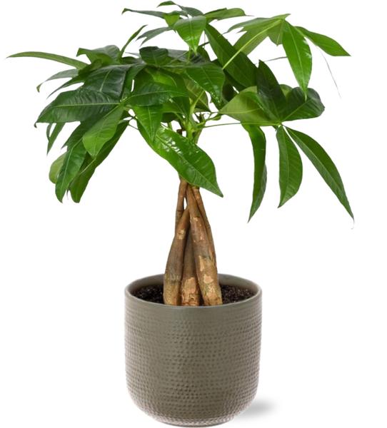 Pachira Aquatica - Ø12cm - ↕35cm + Aresso Pot D13x12,5cm - Grijs Groen  BotanicBridge