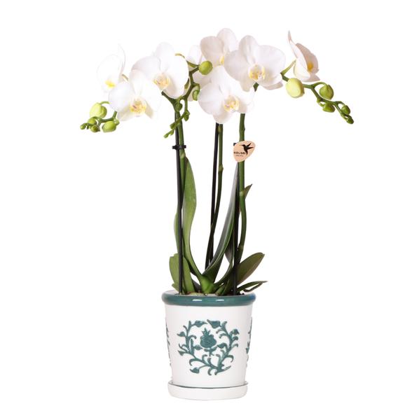 Kolibri Orchids | witte orchidee Amabilis + Malaga sierpot groen - potmaat Ø9cm | bloeiende kamerplant - vers van de kweker  BotanicBridge