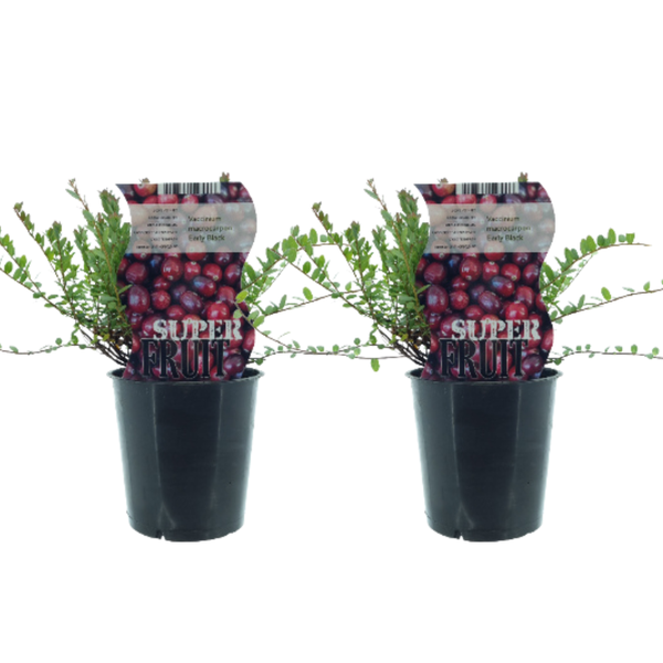 Vaccinium Early Black (Cranberry) - 2 stuks - Ø12cm - ↕30cm  BotanicBridge