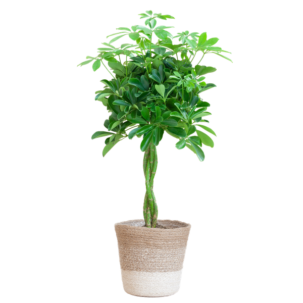 Schefflera Arab Nora met Mand Lissabon wit  - 70cm - Ø21  BotanicBridge