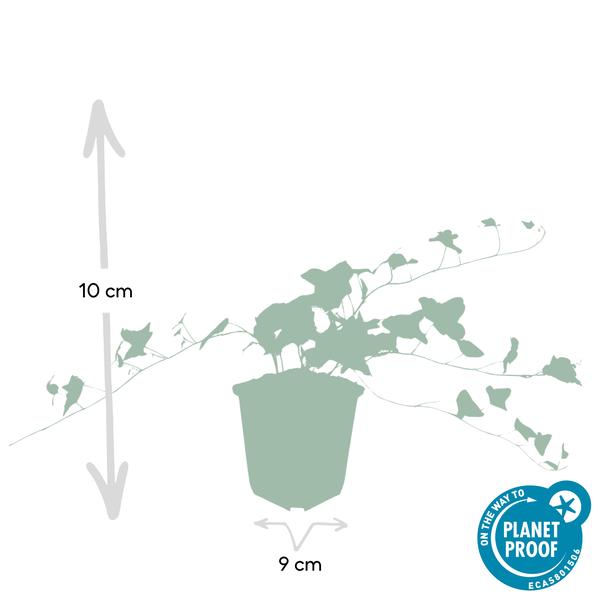 Hedera helix 'Glacier' - ↕10-25cm - Ø9cm - 12x  BotanicBridge