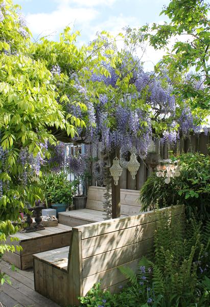 2x Wisteria sinensis 'Caroline' - ↨65cm - Ø15  BotanicBridge