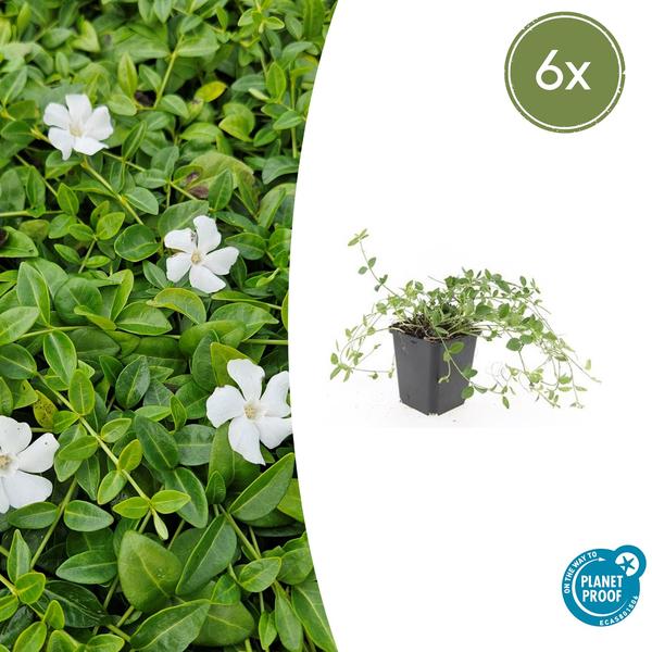 Vinca minor 'Gertrude Jekyll' - ↕10-25cm - Ø9cm - 6x  BotanicBridge