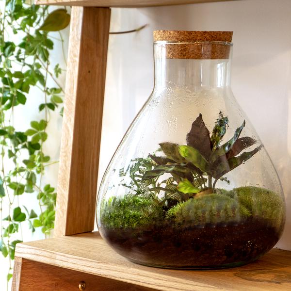 DIY terrarium – Sammie – ↕ 27 cm  BotanicBridge