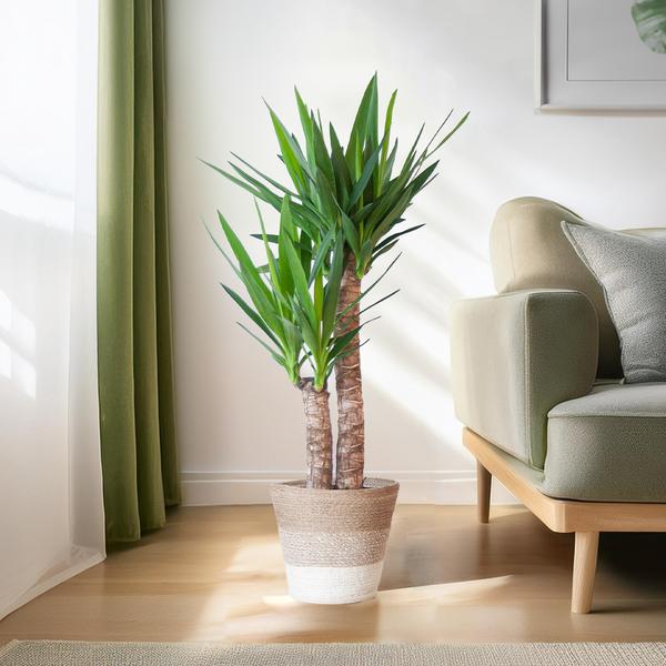 Yucca Elephantipes met Mand Lissabon wit - 90cm - Ø21  BotanicBridge