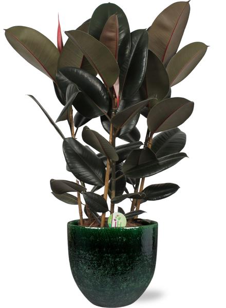 Ficus Abidjan - Ø27cm - ↕90cm + Jolin Pot D29x27cm - Groen  BotanicBridge