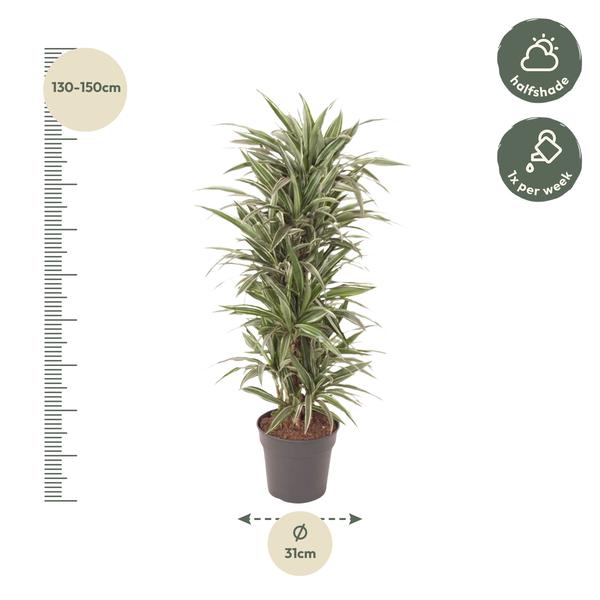 Dracaena Warneckei vertakt - 140 cm - ø31  BotanicBridge