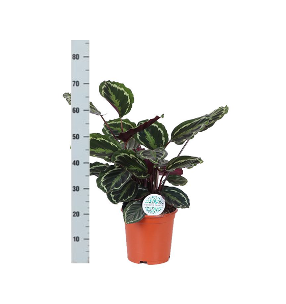 Calathea Medaillon Ø21cm - ↕70cm in Vibes WIT pot  BotanicBridge