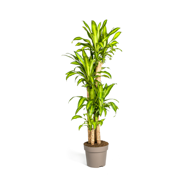 Dracaena Fragrans Massangeana Ø30cm - ↕180cm  BotanicBridge