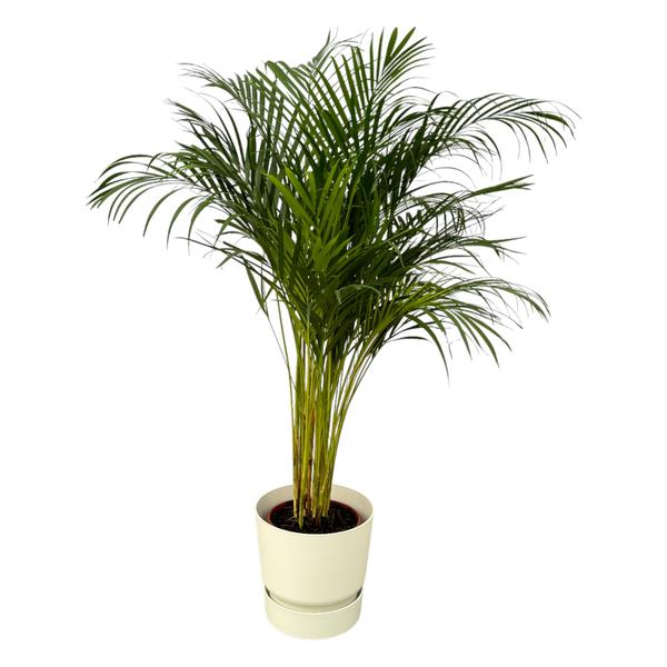 Areca palm - ↨130cm - Ø24cm inclusief elho Greenville Round wit D30xH28  BotanicBridge