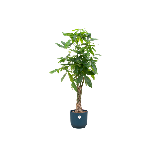 Combi deal - Pachira Aquatica inclusief elho Vibes Fold Round blauw Ø30 - 150 cm  BotanicBridge